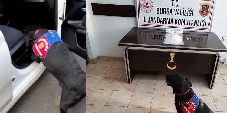 Araç koltuğuna gizlenen uyuşturucuyu ‘Takip’ buldu