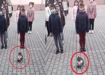 İstiklal Marşı okunurken kıpırdamadan duran kedi dikkat çekti