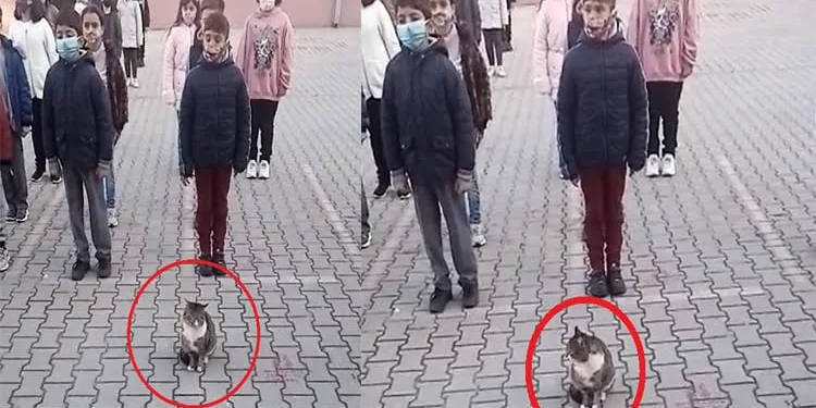 İstiklal Marşı okunurken kıpırdamadan duran kedi dikkat çekti