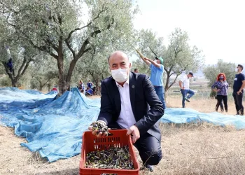 Mudanya Belediyesi’nden zeytin üreticisine 356 bin TL destek