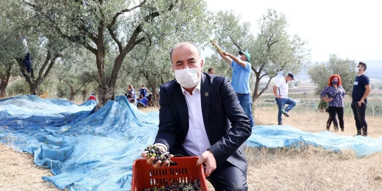 Mudanya Belediyesi’nden zeytin üreticisine 356 bin TL destek