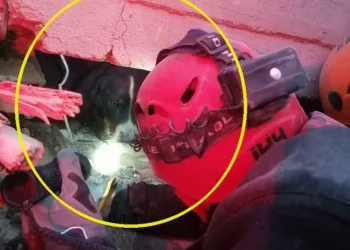 Enkazdaki Ares köpeğin umuda bakışı
