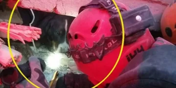 Enkazdaki Ares köpeğin umuda bakışı