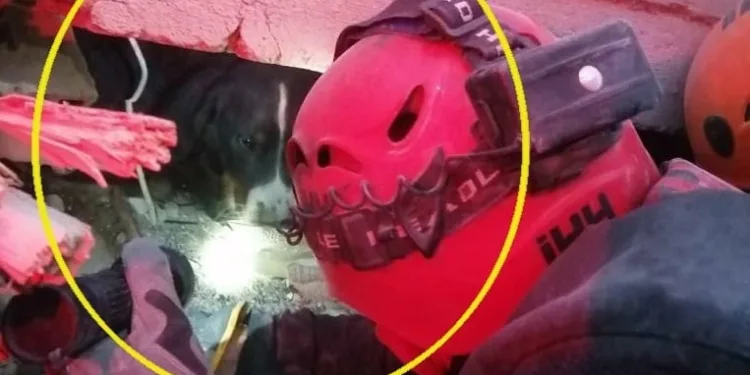 Enkazdaki Ares köpeğin umuda bakışı