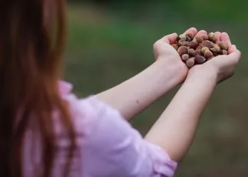 Fındık hasadında çocuk işçiliğin kaldırılması hedefleniyor