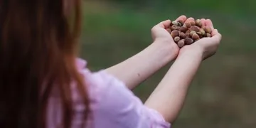 Fındık hasadında çocuk işçiliğin kaldırılması hedefleniyor