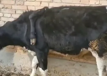 Görenler inanamadı! 5 bacaklı inek
