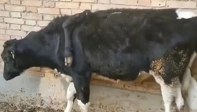 Görenler inanamadı! 5 bacaklı inek