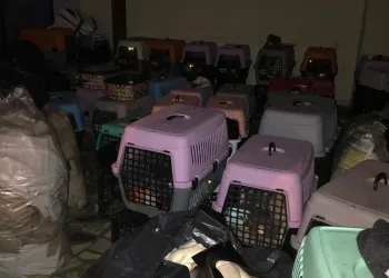 İş yeri baskınında bulundular! 9’u yavru 57 kedi kurtarıldı