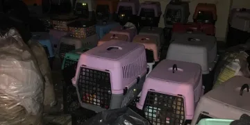 İş yeri baskınında bulundular! 9’u yavru 57 kedi kurtarıldı