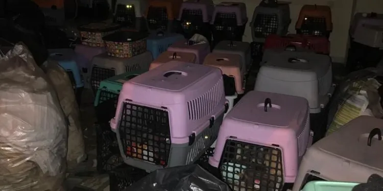İş yeri baskınında bulundular! 9’u yavru 57 kedi kurtarıldı