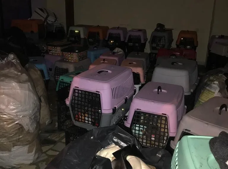 İş yeri baskınında bulundular! 9’u yavru 57 kedi kurtarıldı