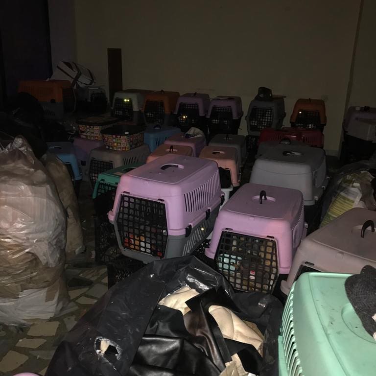 İş yeri baskınında bulundular! 9'u yavru 57 kedi kurtarıldı