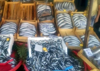 Balıkçının balıklarını komşu balıkçı çaldı