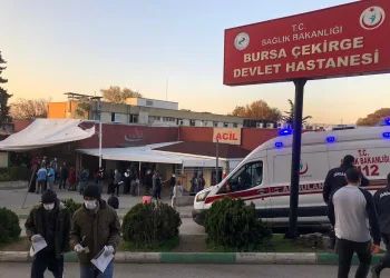 Bursa’da salgında son durum: “Yüzde 50-60’lık düşüş”