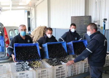 Marmarabirlik’te ürün bedellerinin ödenmesine devam ediliyor