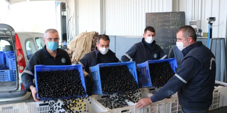 Marmarabirlik’te ürün bedellerinin ödenmesine devam ediliyor