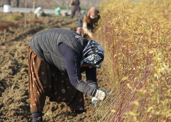 İnegöl’de çöğürde hasat mesaisi