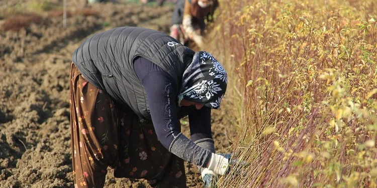 İnegöl’de çöğürde hasat mesaisi