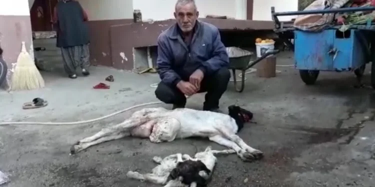 Adana’da 8 bacaklı oğlak doğdu