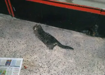 İş yerini açmaya gelen esnaf vahşetle karşılaştı