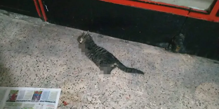 İş yerini açmaya gelen esnaf vahşetle karşılaştı