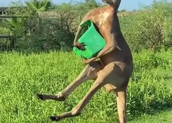ABD’de kuyruğu üzerinde durabilen kanguru görüntüleri viral oldu