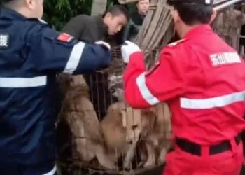 Çin akıllanmıyor! 40 köpek sosis olmaktan son anda kurtarıldı