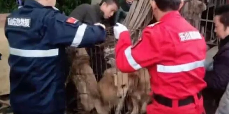 Çin akıllanmıyor! 40 köpek sosis olmaktan son anda kurtarıldı