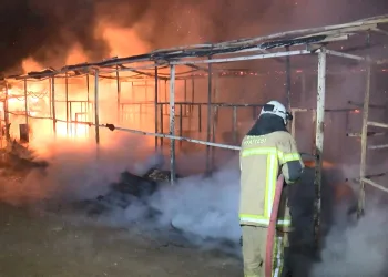 Bursa Kent Ormanı’nda facia! 10 at yanarak öldü