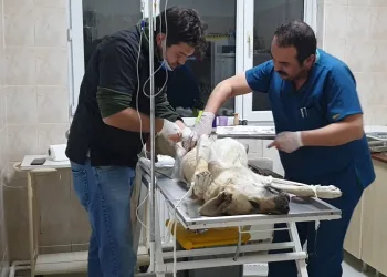 Bursa’da doğum yapmakta zorlanan köpek için seferber oldular