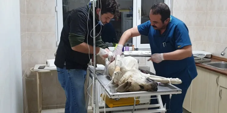 Bursa’da doğum yapmakta zorlanan köpek için seferber oldular