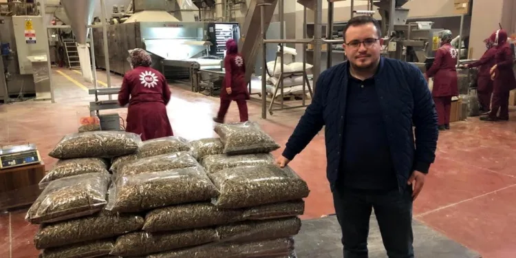 Dünyanın dört bir yanına çekirdekler Bursa’dan gidiyor