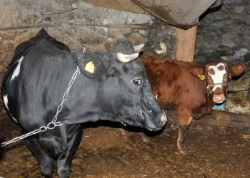 Haluk Levent cinsel saldırı mağduru buzağıyı satın aldı