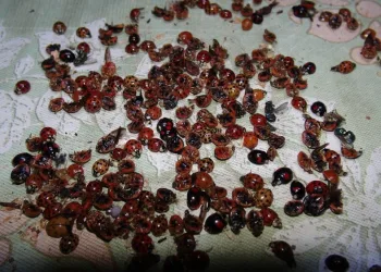 Uğur Böceği istilası