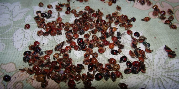 Uğur Böceği istilası