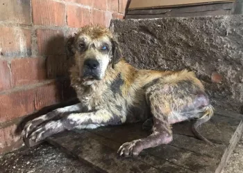 Sokakta bitkin bulduğu 14 kiloluk köpeği, 6 ayda 65 kiloya çıkardı