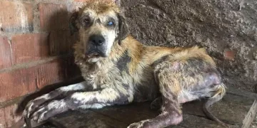 Sokakta bitkin bulduğu 14 kiloluk köpeği, 6 ayda 65 kiloya çıkardı