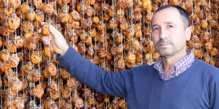 Adana’da 80 ton hurmayı kurutup, satıyor