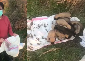Bursa’da çuvalın içinde ölüme terk edilmiş halde bulundular