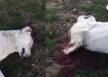 Bursa’da vahşet! Tüfekle öldürüldü