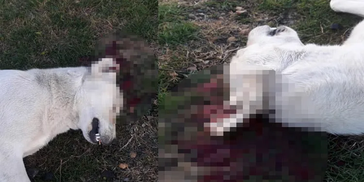 Bursa’da vahşet! Tüfekle öldürüldü