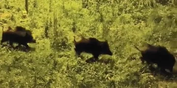 Bursa’da domuz sürüsü şehre indi