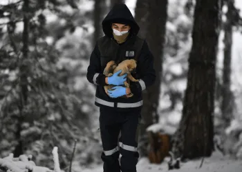 Yavru köpekler donmaktan kurtarıldı
