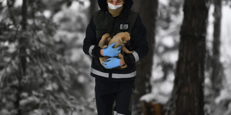 Yavru köpekler donmaktan kurtarıldı
