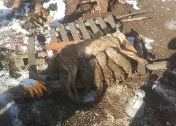 Enkaz altında kalan anne köpek ve yavruları kurtarıldı