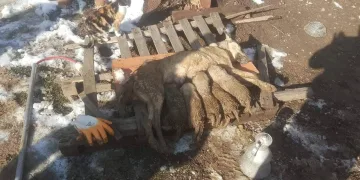 Enkaz altında kalan anne köpek ve yavruları kurtarıldı