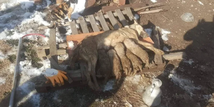 Enkaz altında kalan anne köpek ve yavruları kurtarıldı
