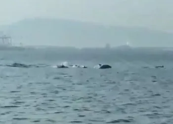Bursa’da yunusların şovu büyüledi
