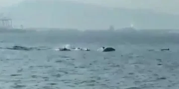 Bursa’da yunusların şovu büyüledi